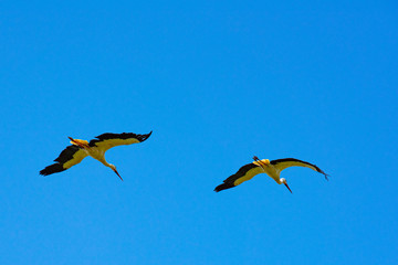 Storks sitting on the nest and flying