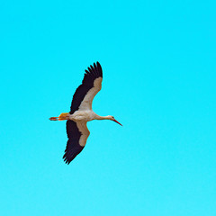 Storks sitting on the nest and flying
