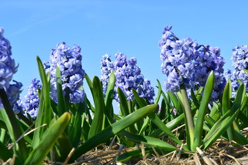 blue giant hyacinths in spring flowers with green leave blue sky background in holland