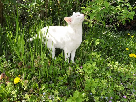 Chat blanc humant parfum lilas 