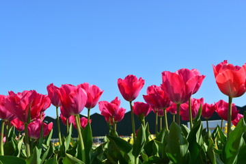 red tulips in the garden blue sky background in holland