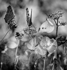 Obrazy na Szkle  letnia łąka z motylami w czerni i bieli