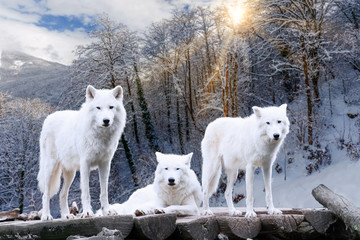 Arctic Wolves. White wolf in Winter Forest © EwaStudio