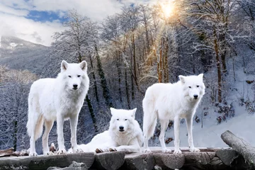 Schilderijen op glas Arctic Wolves. White wolf in Winter Forest © EwaStudio