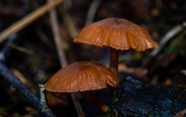 brown mushrooms in the woods