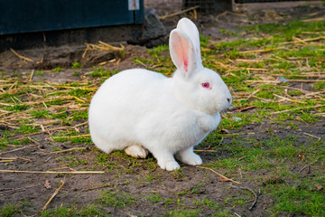 white rabbit playing in the garden