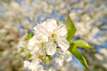 beautiful white cherry blossoms against a blue sky with radiant colors and a short depth of field