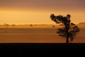 Fototapeta na wymiar The sun rises over the field, the light passes through the fog and a tree silhouette