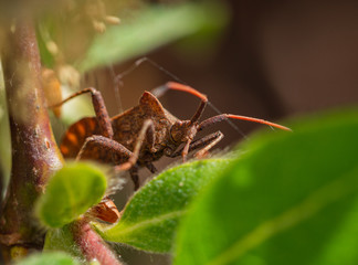 Dock bug on leaf