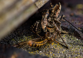 Two jumping spider with their prey