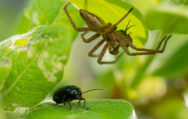 close encounter of prey and predator