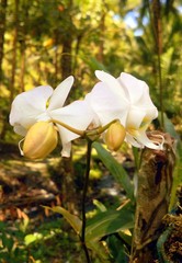 Beautiful white orchid in bloom.