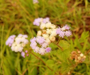 Beautiful wild flower in bloom.