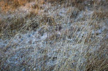 Water drops on heath landscape