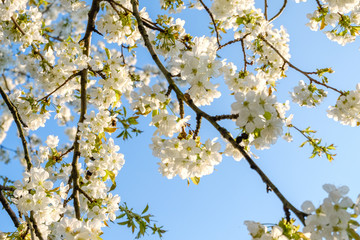 beautiful white cherry blossoms against a blue sky with radiant colors and a short depth of field