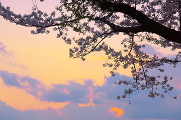 桜と夕暮れの空