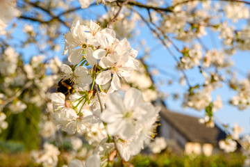 a bumble bee sitting on beautiful white cherry blossoms against a blue sky with radiant colors and a short depth of field
