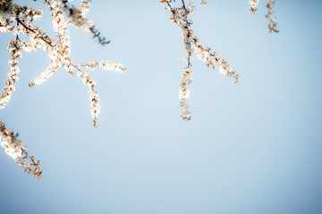 Kirschblütenausläufer