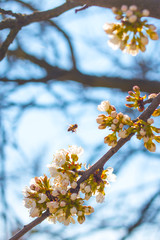 bee pollinates spring blossom