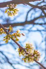 bee pollinates spring cherry blossom