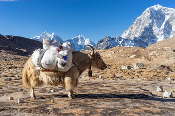 White Yak carrying mountaineering stuff in Everest base camp trekking route, Himalaya mountain range in Nepal