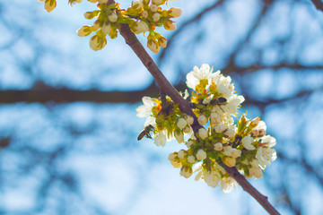 bees pollinates cherry blossom
