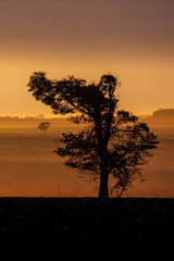 Fototapeta na wymiar The sun rises over the field and a tree silhouette