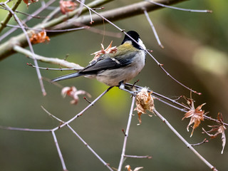 Japanese tit in a bare winter tree 18