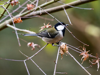 Japanese tit in a bare winter tree 19