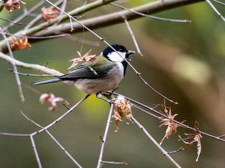 Japanese tit in a bare winter tree 21