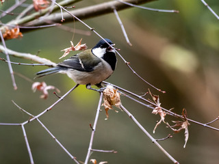 Japanese tit in a bare winter tree 20