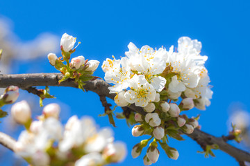spring cherry blossom and blue sky background