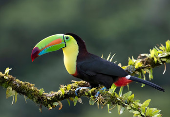 Keel-billed Tukan (Ramphastos sulfuratus), Nahaufnahme thront auf einem bemoosten Ast in den Regenwäldern, Boca Tapada, Laguna de Lagarto Lodge, Costa Rica