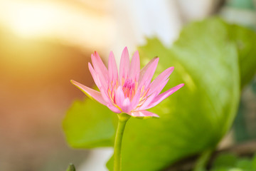 Lotus flower plants