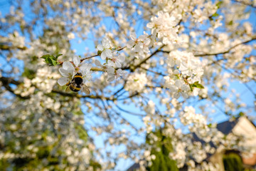 a bumble bee sitting on beautiful white cherry blossoms against a blue sky with radiant colors and a short depth of field