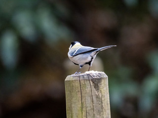 Japanese tit on a wood fence post 3