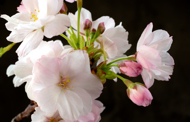 Fototapeta na wymiar Blooming sakura in close up, black background