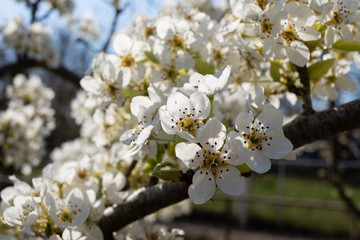 flowering branch pear, spring and warm season.