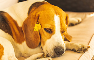 Funny beagle dog sleeping on garden couch outdoors with dandelion flower behind ear.