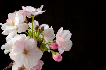 Naklejka na ściany i meble Blooming sakura in close up, black background