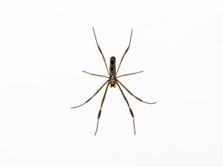 View from the bottom of a spider in its web, Petropolis, Rio de Janeiro, Brazil