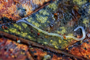Small white earthworm (Enchytraeidae) crawling over a fallen beech leaf