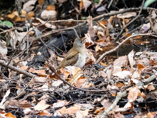 Pale thrush walks in underbrush 2