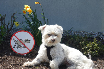 Hundekot Verboten