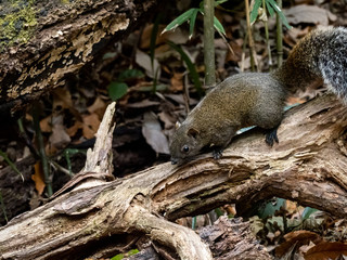 Pallas's squirrel on a log in a Japanese forest 1
