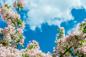 Fototapety  wiosenny kwiat z błękitnym niebem