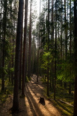 Pine forest in the national park Repovesi, Finland,