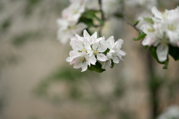 flowering apple tree. Close-up of a branch with flowers. Spring and fresh air.
