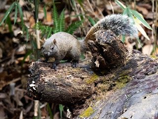 Pallas's squirrel on a log in a Japanese forest 4