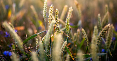 Beautiful barley field in sunset or sunrise. Grain under blue sky with clouds, sun star and hills in the background.